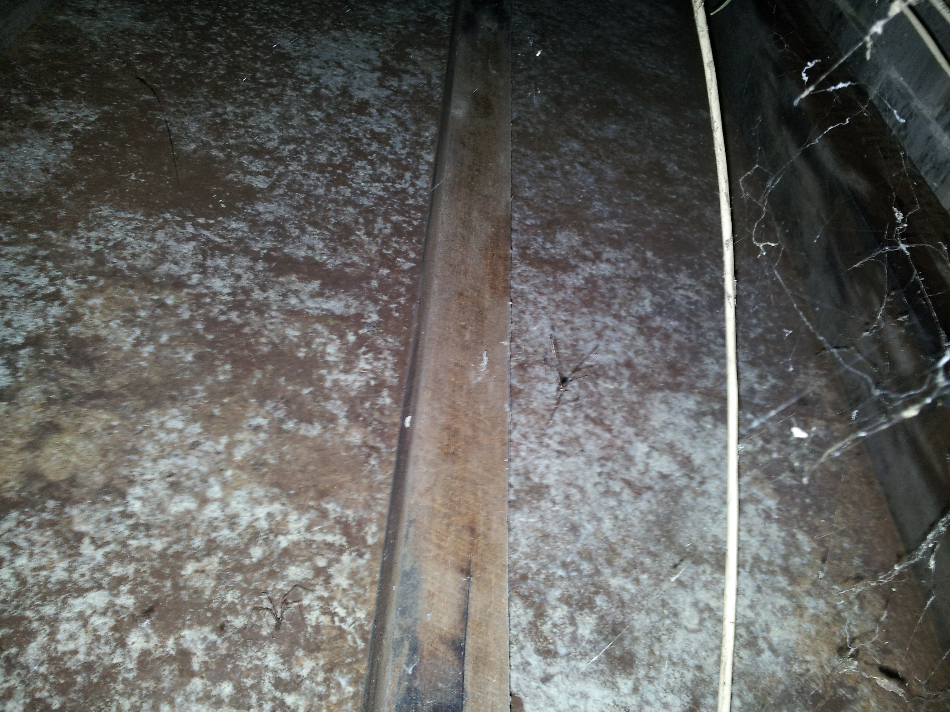 mould in subfloor